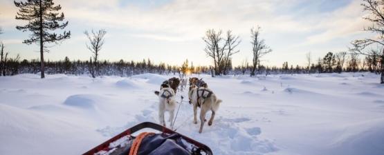 Lekkarod : l’aventure humaine et canine