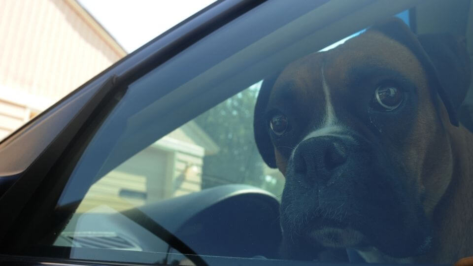 Peut-on vraiment casser la vitre d'une voiture si un chien est
