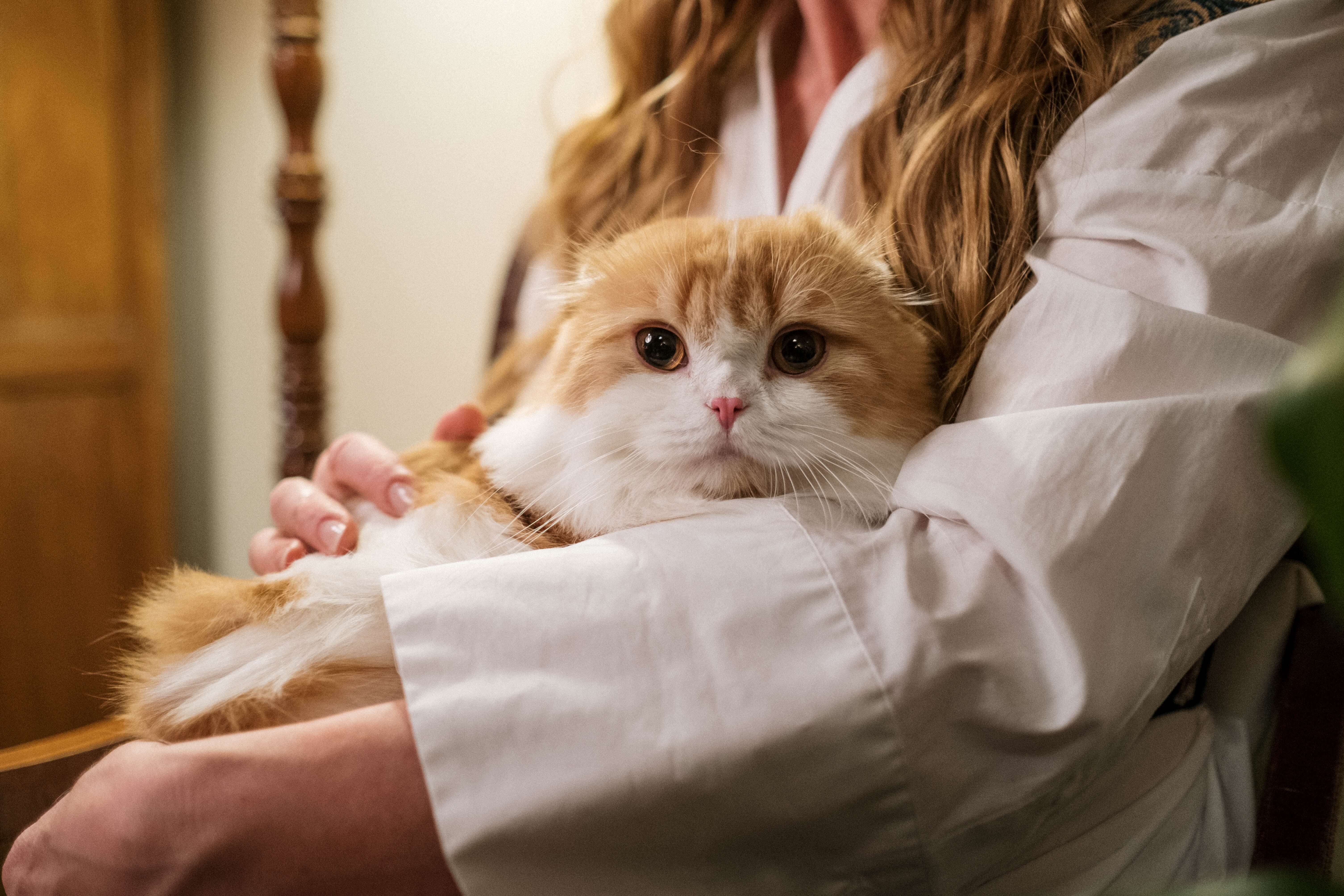 Chat Affectueux Quand Les Chats Manifestent Leur Affection