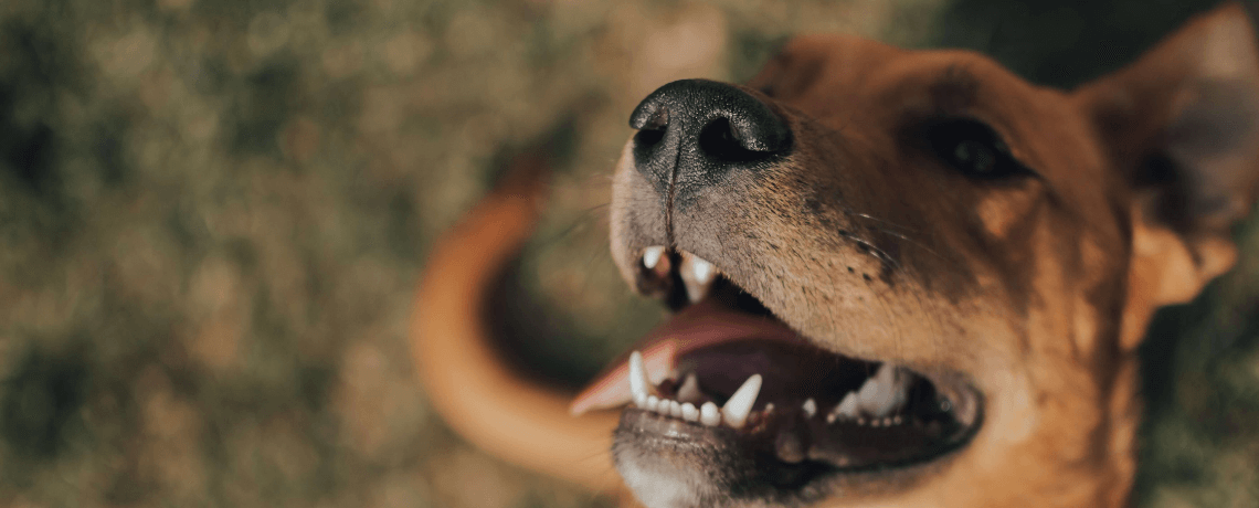 Animaux : le comportement des chiens est-il vraiment lié à leur