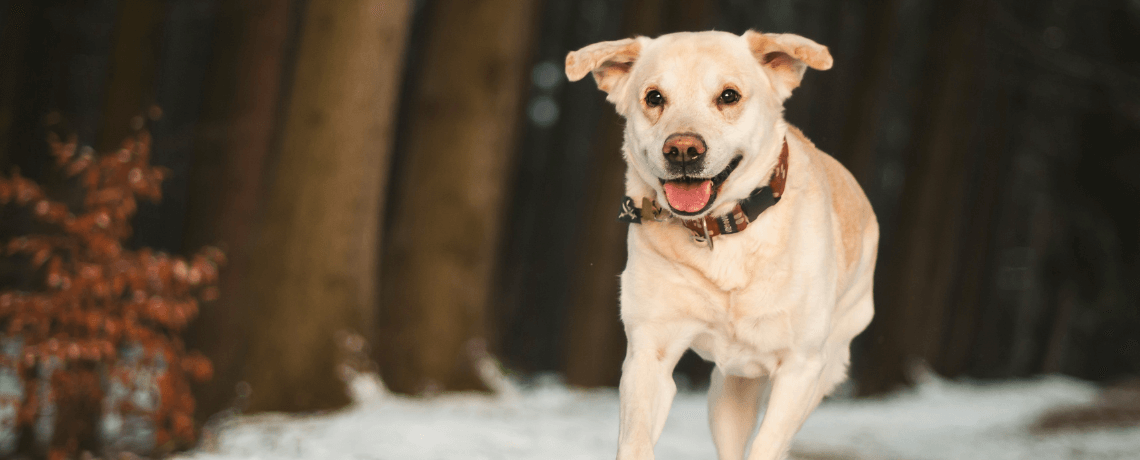 Animaux : le comportement des chiens est-il vraiment lié à leur