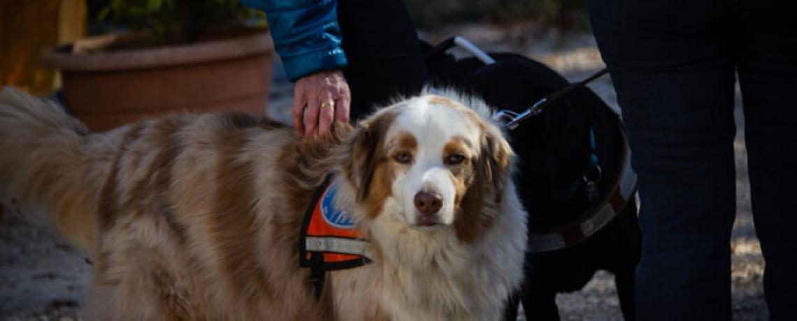 Chiens Guides de Paris