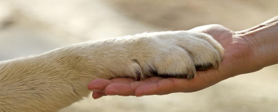 Association : Chiens abandonnés et détenus