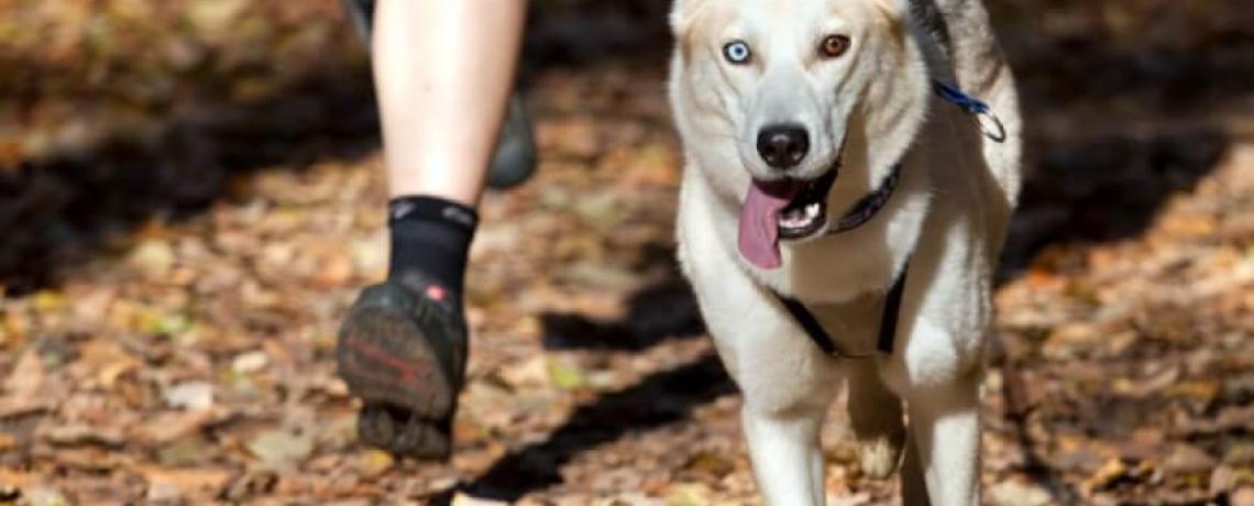  Le canicross : le sport qui améliore votre santé et celle de votre chien