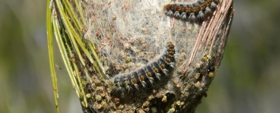 Chenilles processionnaires un danger pour les animaux 