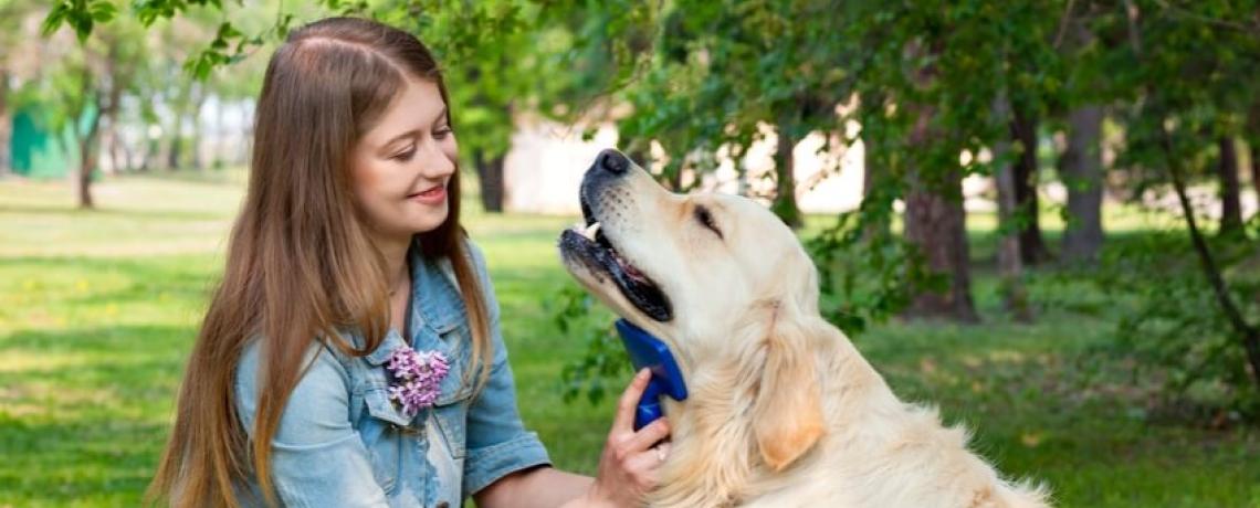 Comment choisir la brosse pour son chien ?