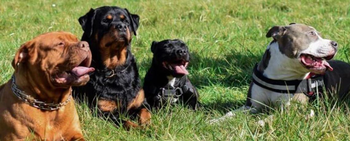 Gueules d’Anges, l’association des chiens dits “dangereux”