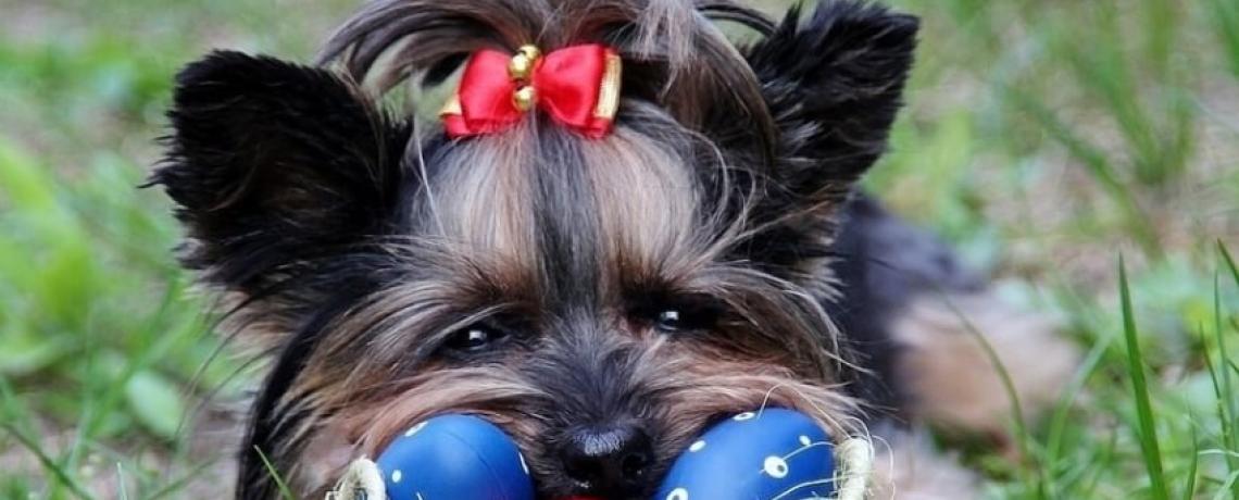 Paques Chocolat Toxique Pour Le Chien Et Le Chat