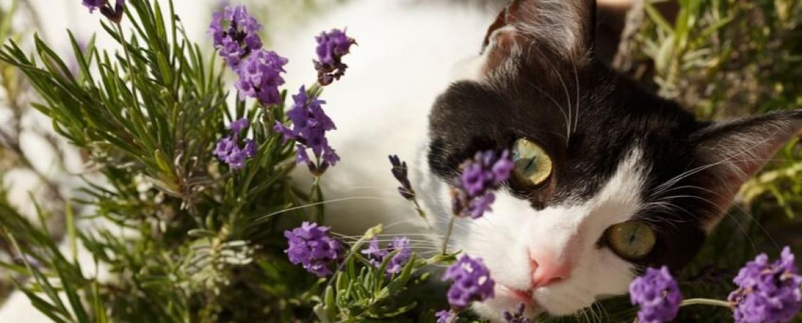 Phytotherapie Et Solutions Naturelles Pour Votre Chat