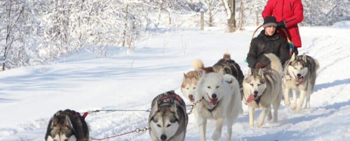 Traîneau à chien : le sport d’équipe par excellence