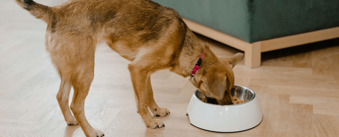 Quelle alimentation pour mon chien ?