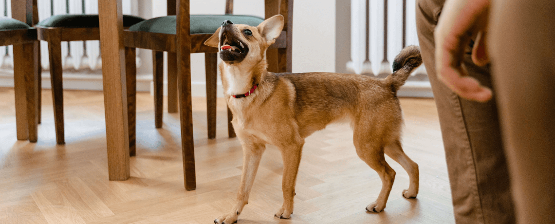 Tout savoir sur l'anorexie du chien