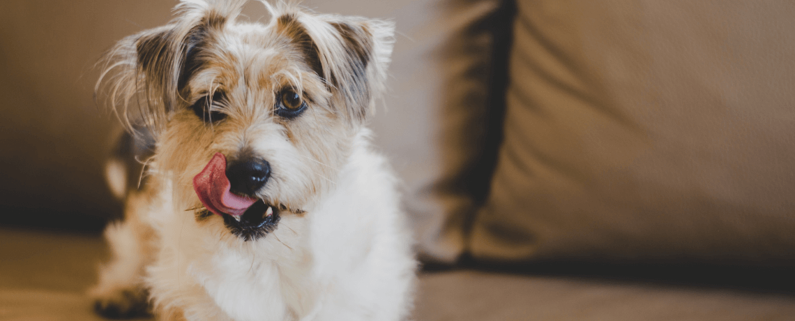 Comment lutter naturellement contre les puces du chien ?