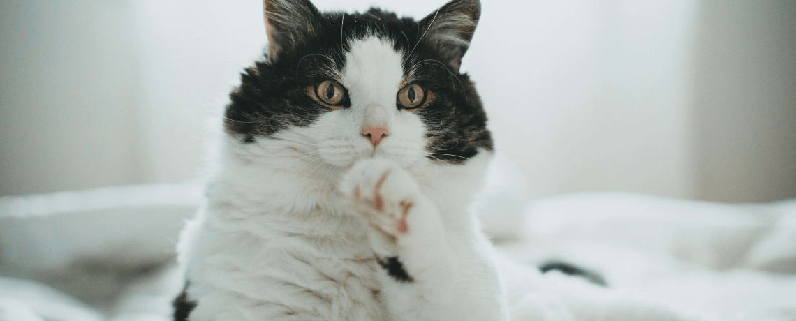 Pourquoi mon chat n'est pas propre ? Quelles solutions pour lui apprendre  la propreté ?