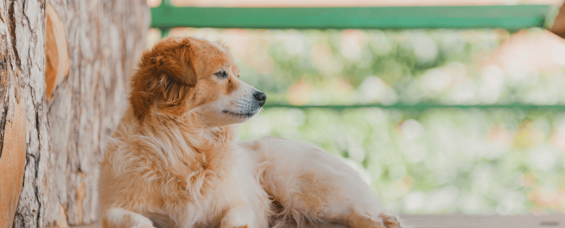 Un chien peut-il être autiste ?