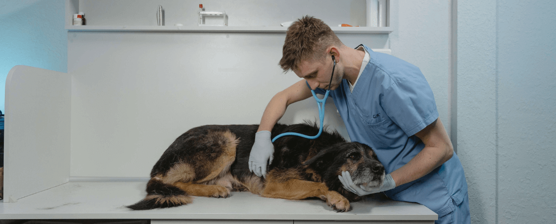 Mon chien penche la tête quand je lui parle : pourquoi ?