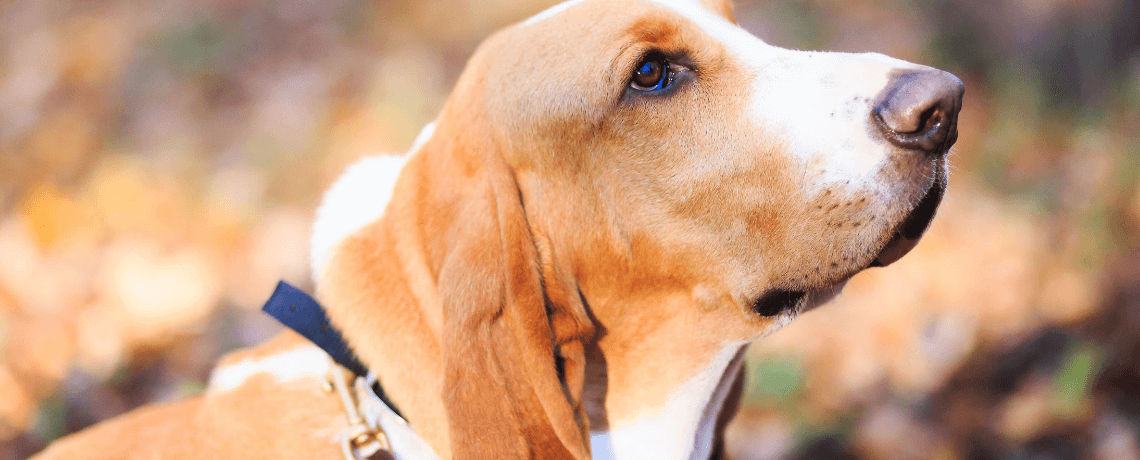 Le Basset Hound