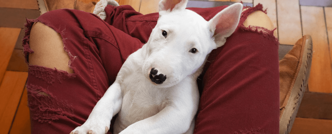 Bull terrier