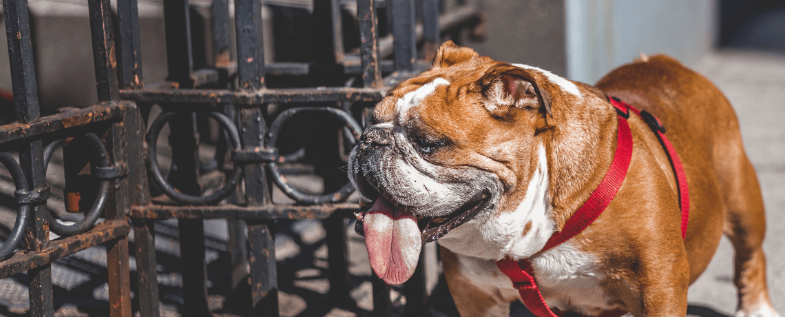 Bulldog : origine, taille et caractère