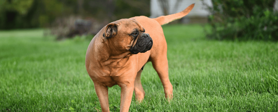 Bullmastiff : caractéristiques et entretien