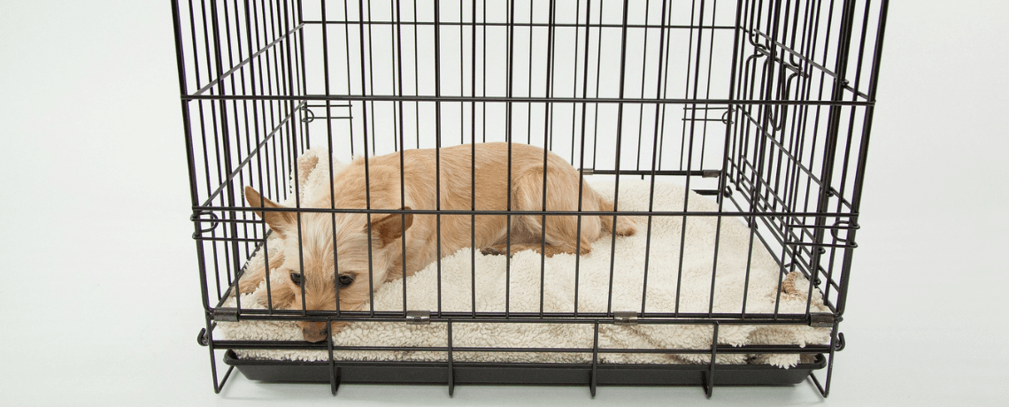 Choisir la cage de transport de son chat - Gamm vert