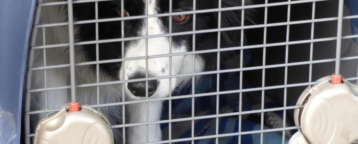 Cage de transport pour chien : fonctionnalités et sécurité