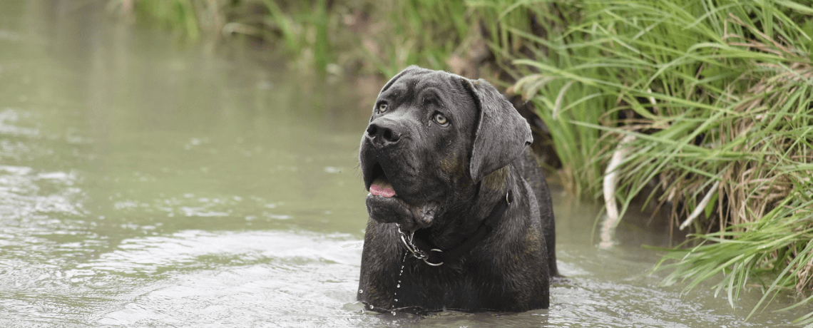 Tout connaître sur le Cane Corso