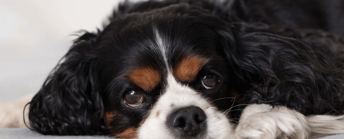 Cavalier King Charles