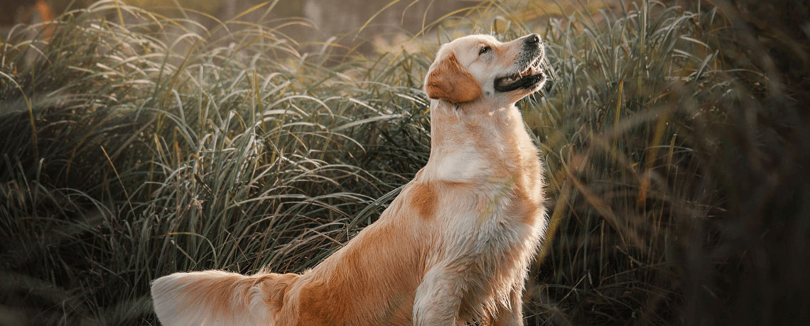 Que se passe-t-il pendant les chaleurs d’une chienne ?