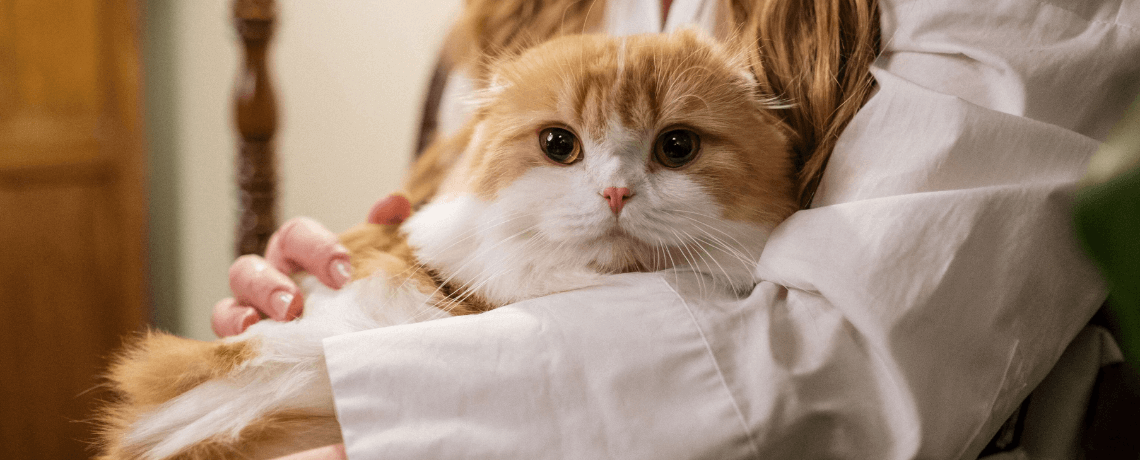 Chat Affectueux Quand Les Chats Manifestent Leur Affection