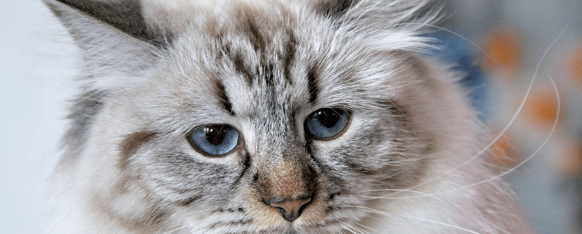 chat hypoallergénique a donner