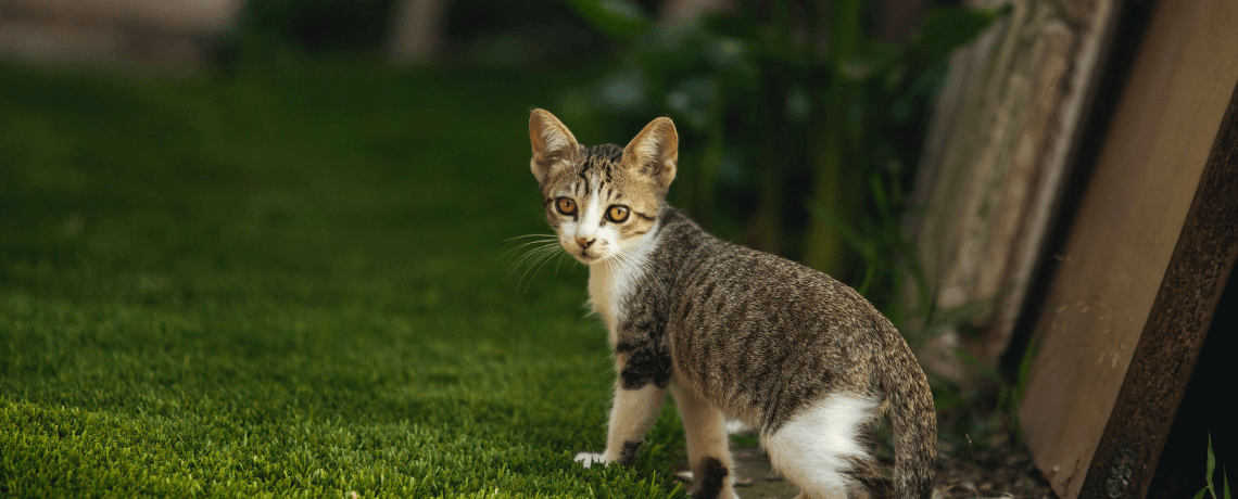 Stress chez le chat : comment reconnaître un chat stressé ?