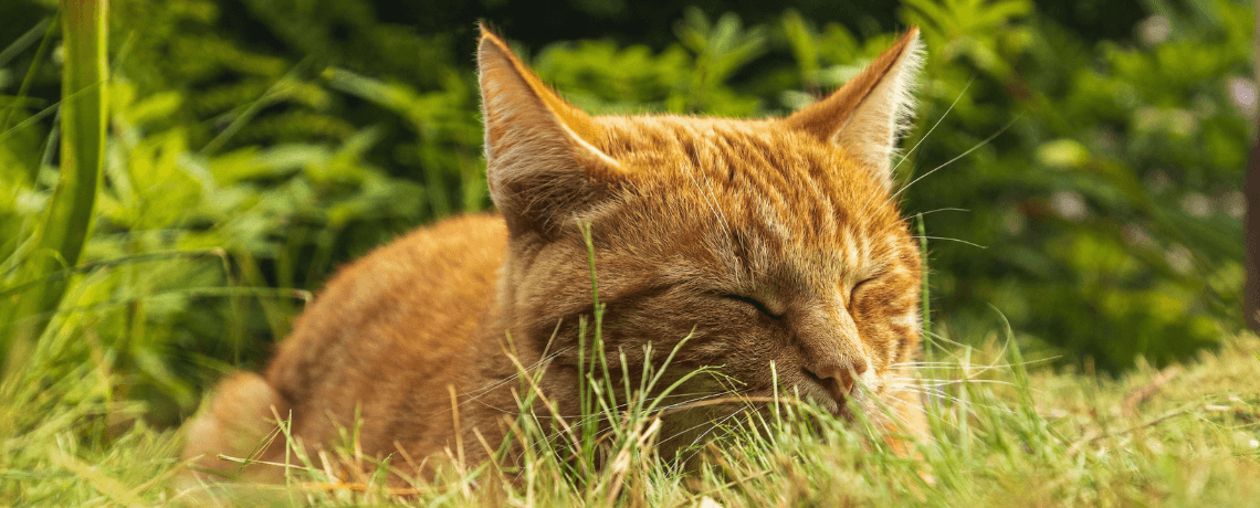 chat qui vomit après vaccin