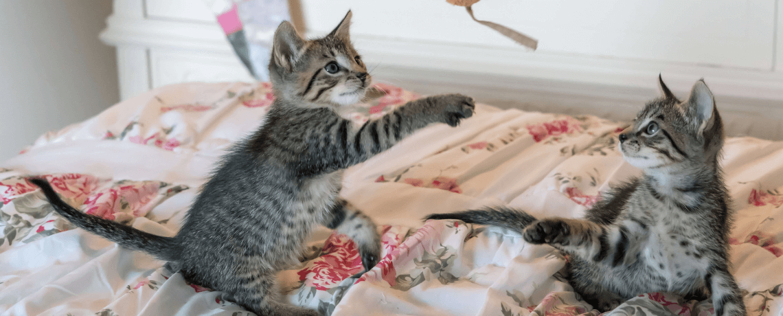 La gestation chez la chatte : durée et déroulement
