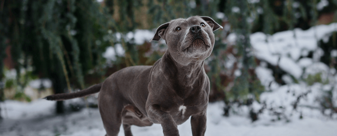 Les chiens de catégorie 1 et 2 dits « chiens dangereux