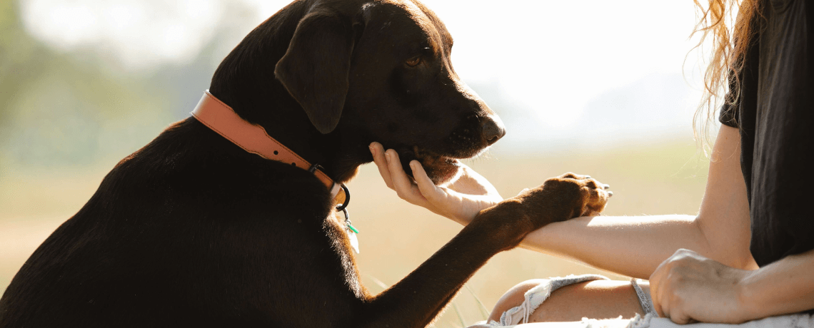 Comment vivre au quotidien avec un chien envahissant ?