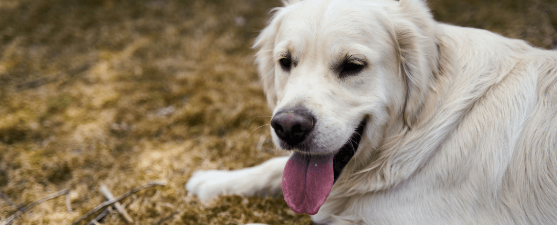 Comment empêcher un chien de fuguer ?