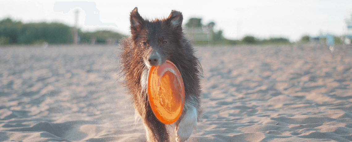 Adoption : choisir un chien joueur