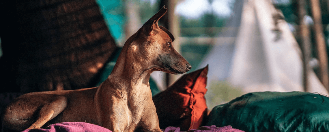 Mon chien est maigre : que faire ?