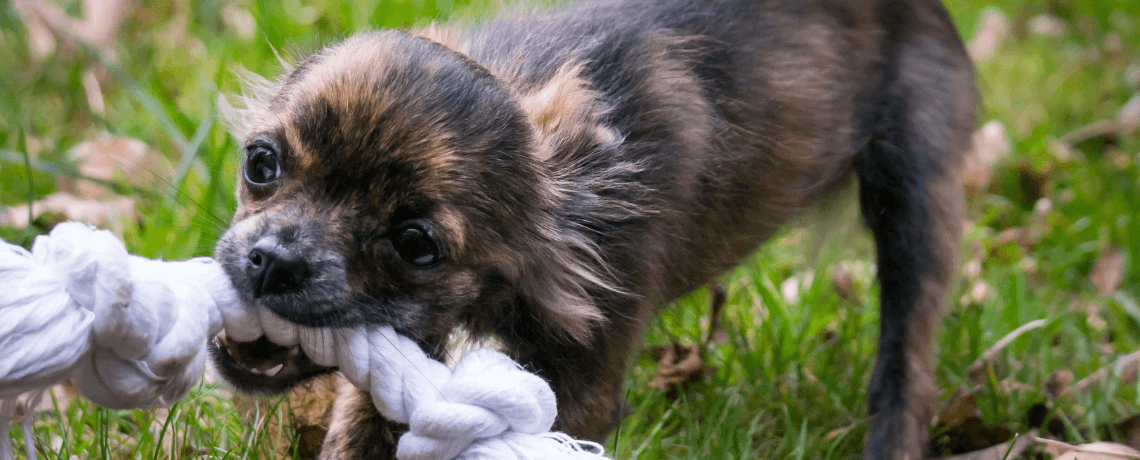 Quel comportement adopter pour arrêter un chien mordeur à la maison ?