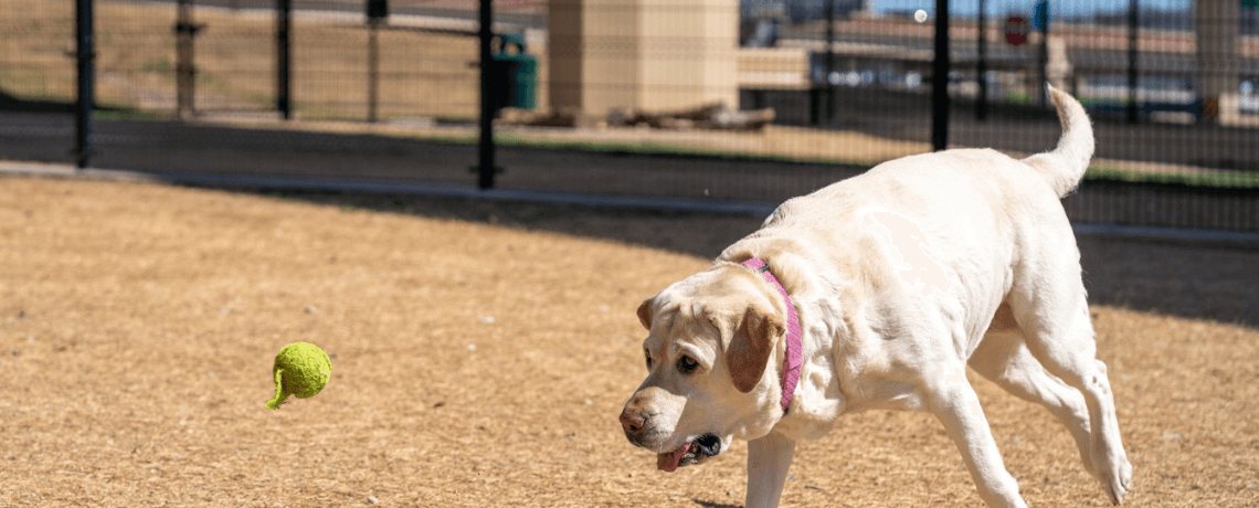 Le surpoids chez le chien, une maladie en soi