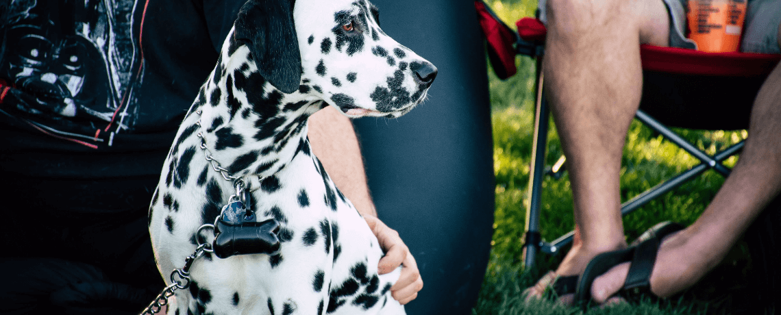 Bien choisir pour avoir un chien protecteur