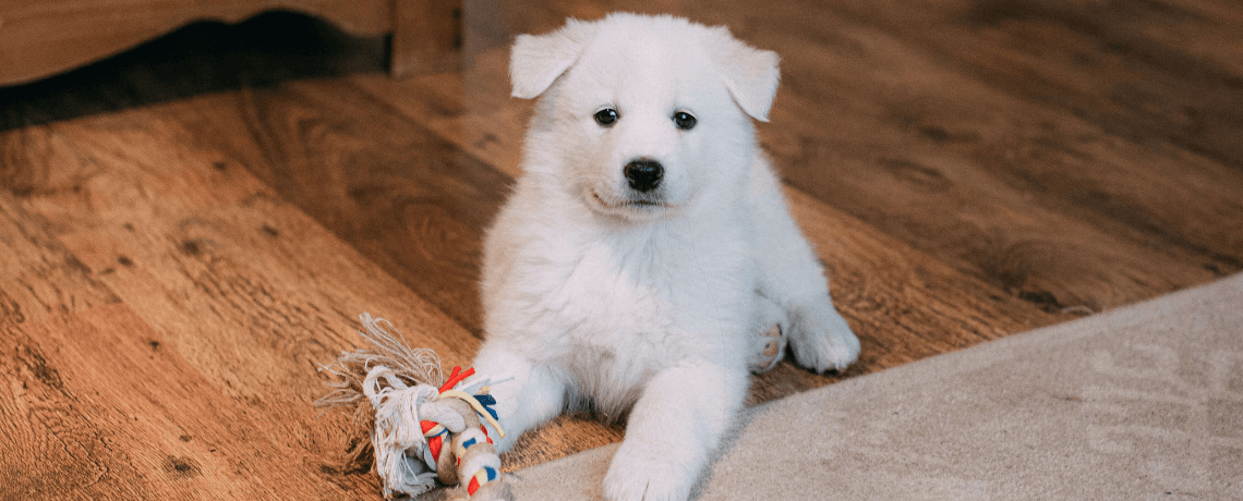 Occuper son chien pendant son absence