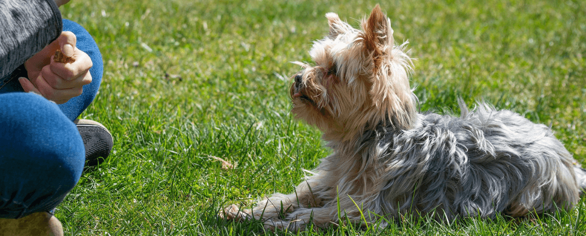 Votre chien est sourd : nos conseils pour bien l'éduquer malgré son handicap