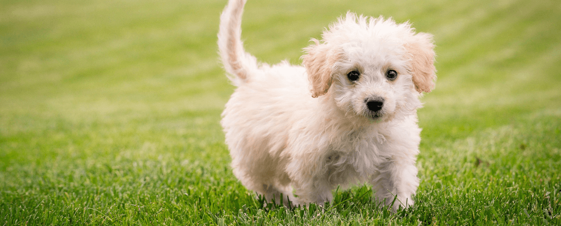 Propriétaire de chiens, attention : La voiture idéale pour vous et votre  chien !