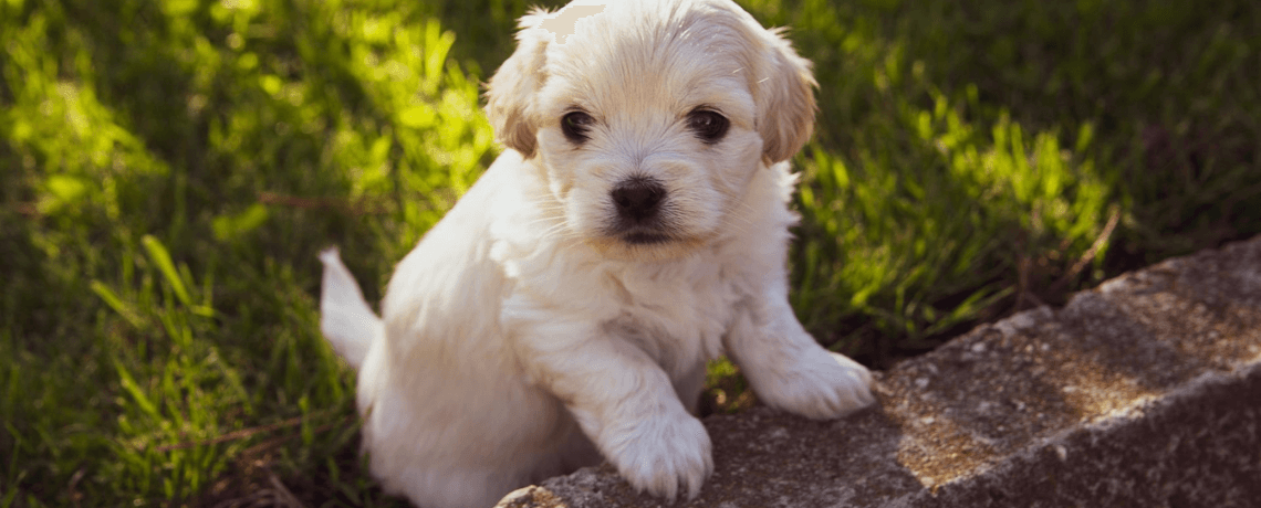 Comment gérer la cohabitation entre chien adulte et chiot ?