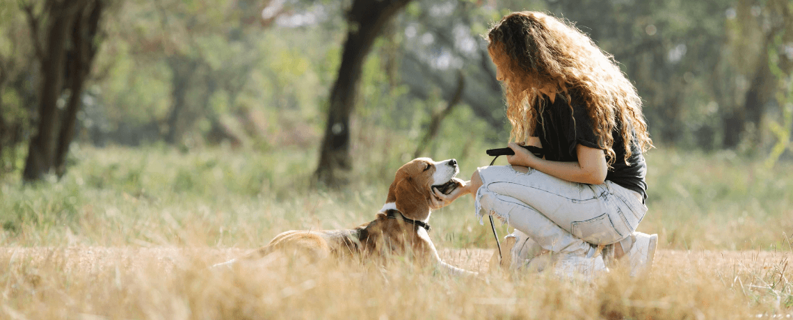 Le collier anti-fugue pour chien est-il vraiment utile ?