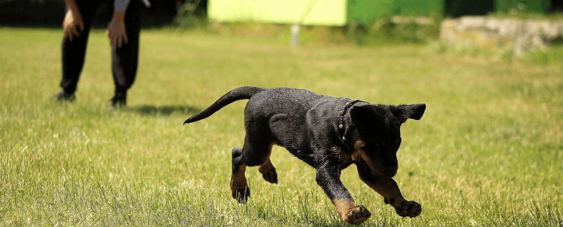 Le collier de dressage permet de corriger le comportement d’un chien à distance