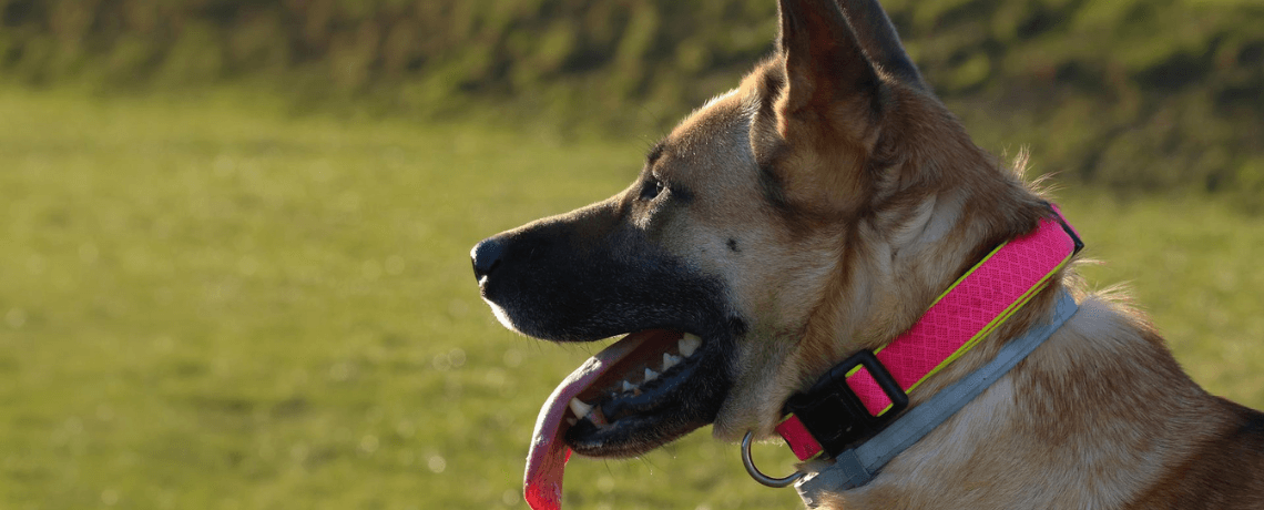 Collier anti aboiement Électrostatique pour chien. Choc, électrique -  Sherbrooke Canin