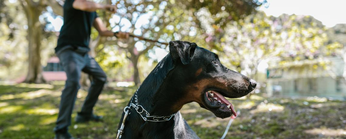 Pour ou contre le collier étrangleur pour chien ?